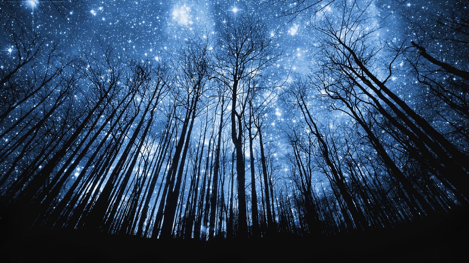 cielo-estrellado-en-el-bosque